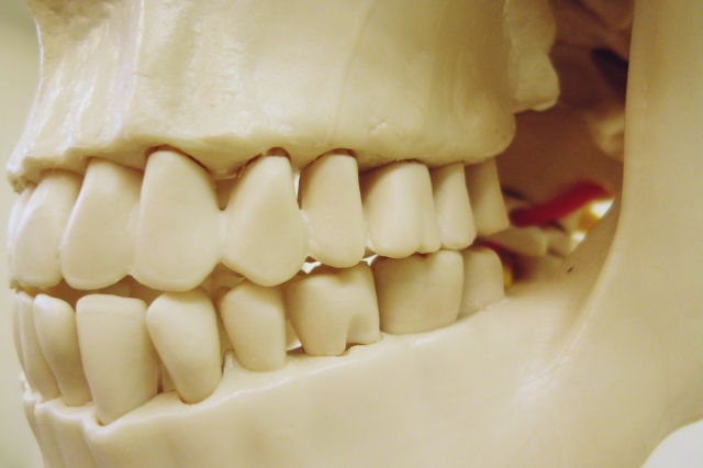歯の模型